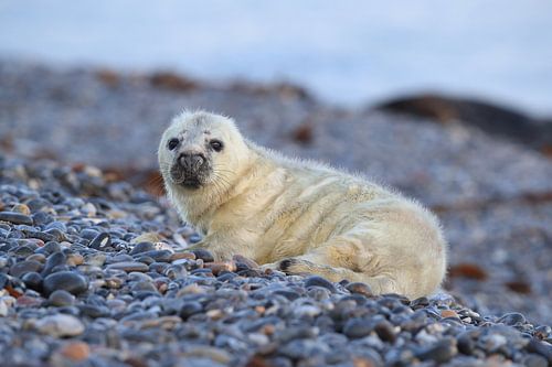 Grijze Zeehond Brul Helgoland Eiland Duitsland