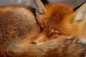 Schlafender Fuchs von Dennis Schaefer