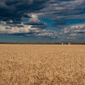 Schöner bedrohlicher Wolkenhimmel über den Getreidefeldern von Mariska Brouwenstijn