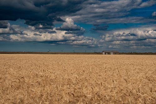 Beautiful threatening cloud skies over the wheat fields