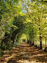Photo : Chemin mystérieux sous les feuilles mortes sur Anette Schnoor
