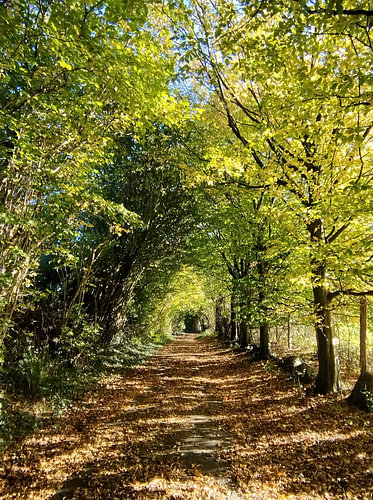 Photo: A mysterious path beneath the leaves