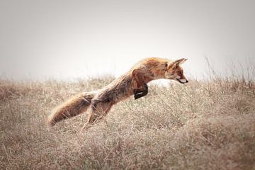 Chasse au renard roux | photographie de nature | faune et flore sur Laura Dijkslag