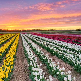 Tulip field at sunrise by Michael Valjak