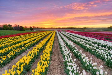 Tulip field at sunrise by Michael Valjak