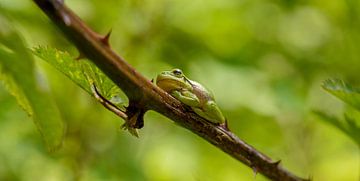 Tree frog in the Netherlands by Caroline de Brouwer