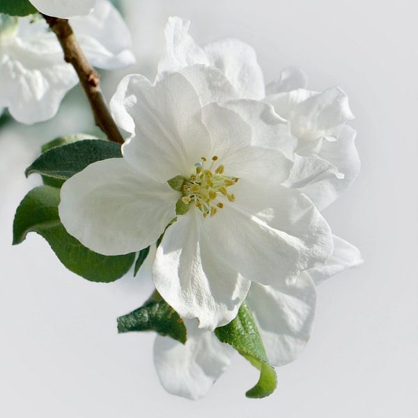 Fruit tree blossom by Violetta Honkisz