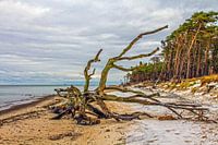 Dood hout aan het Darss weststrand