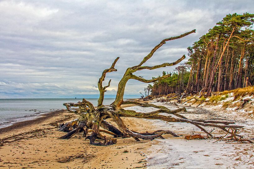 Bois mort à la plage ouest de Darss par Holger Felix