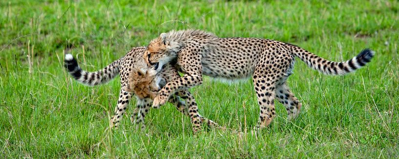 playing Cheetah Cubs by Peter Michel