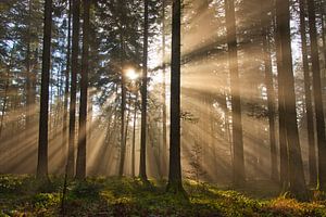Waldliebe