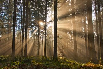 Forest love by Tanja Voigt