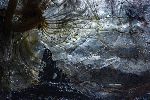 Abstracte Foto | Onderwater | Vleugels