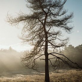 Eenzame boom en  ochtendmist met zon van Anja Prins