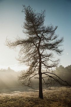 Eenzame boom en  ochtendmist met zon van Anja Prins