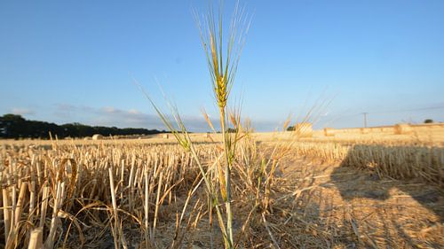 Veld met strobalen bij Nadelitz