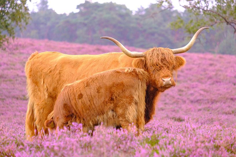Scottish Highland cattle with calf in a blooming heather field by Sjoerd van der Wal Photography