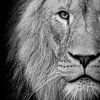 Lion sur noir sur Janine Bekker Photography