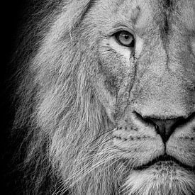 Lion sur noir sur Janine Bekker Photography