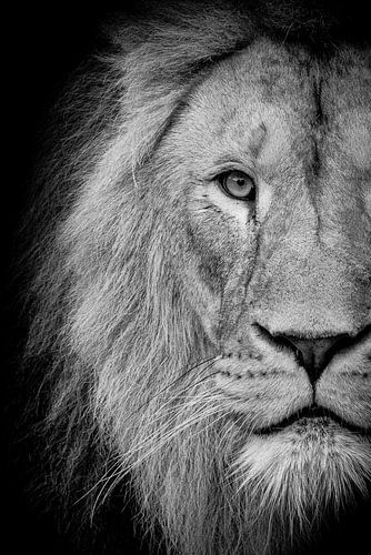 Lion sur noir sur Janine Bekker Photography