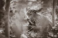 Hase im Wald in B&W