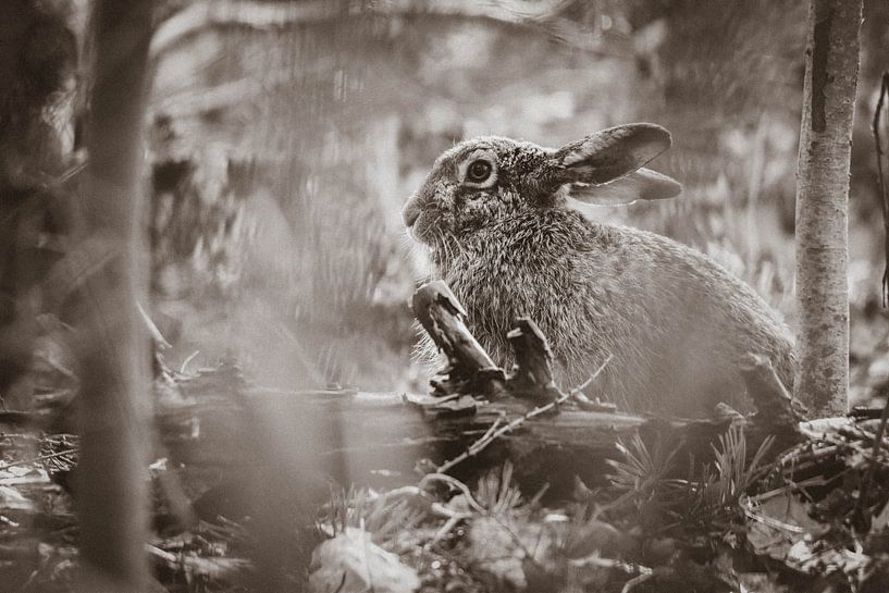 Hase im Wald in B&amp;W von Kelly Kutterik Photography