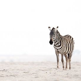 The lonely Zebra! van Robert Kok