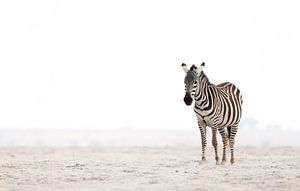 The lonely Zebra! van Robert Kok