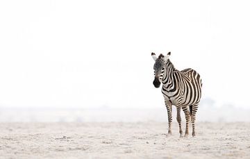 The lonely Zebra! by Robert Kok