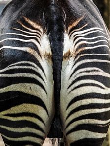 Zèbre : Zoo de Blijdorp