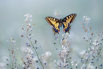 Swallowtail schoonheid, Petar Sabol