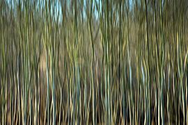 RHEINAU ICM - the curtain