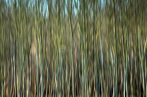 RHEINAU ICM - het gordijn