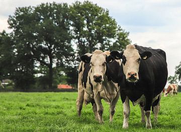 Een écht Nederlands landschap met twee Koeien op de voorgrond. van Wildlife Designs