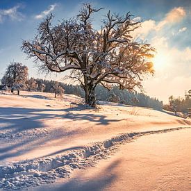 Winterlandschap van MindScape Photography