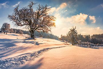 Winterlandschap van MindScape Photography