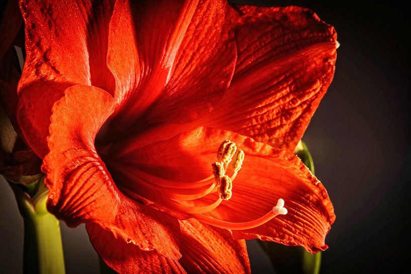 Amaryllis by Rob Boon