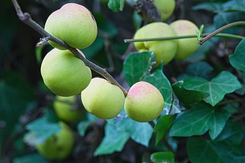 Close up van een Chaenomeles speciosa 'Simonii' struik kleine appels in september