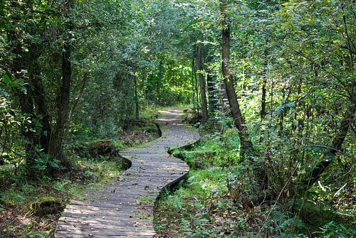 Avontuurlijk vlonderpad door rustgevend bos 