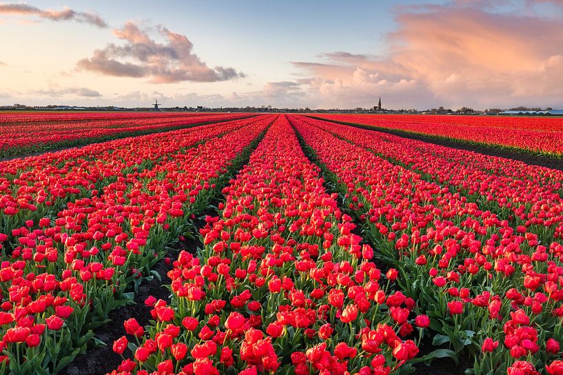 Red Field of Tulips by Jeroen Schouten