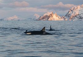 Orca von Merijn Loch