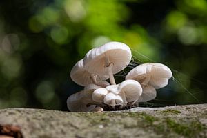 Porzellanpilz mit Hintergrundbeleuchtung.