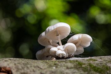 Porcelain fungus with backlight. by Janny Beimers