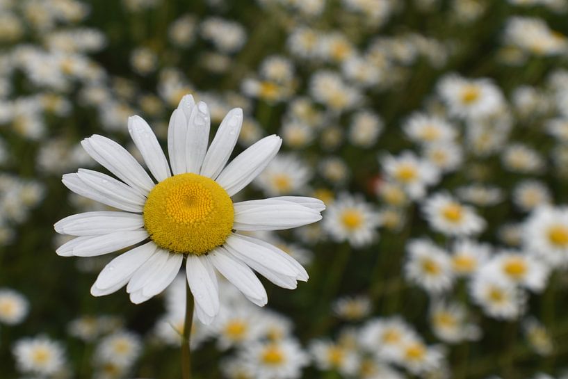 A field of daisies in bloom by Claude Laprise