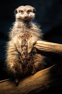 Mignon portrait d'un suricate avec du sable sur le nez sur Fotos by Jan Wehnert