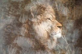 Leeuw op wacht. van Duinstee Gallery