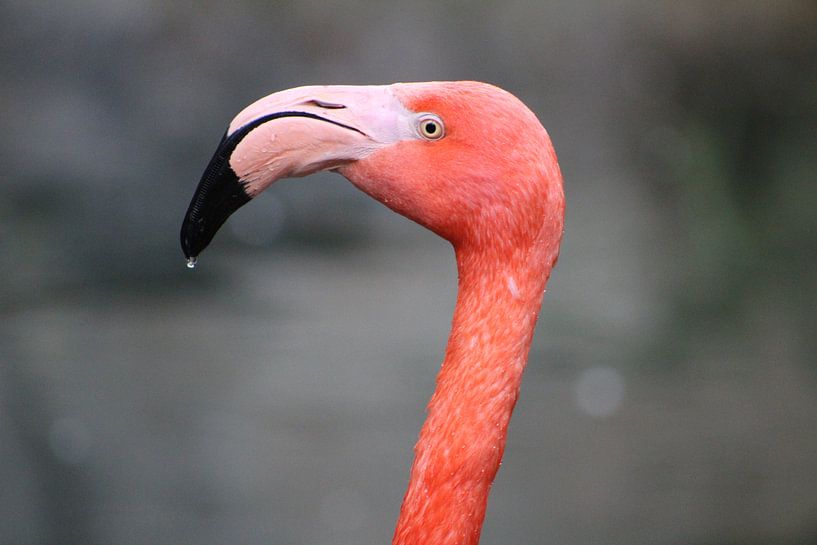 Flamingo by Guido Curinckx