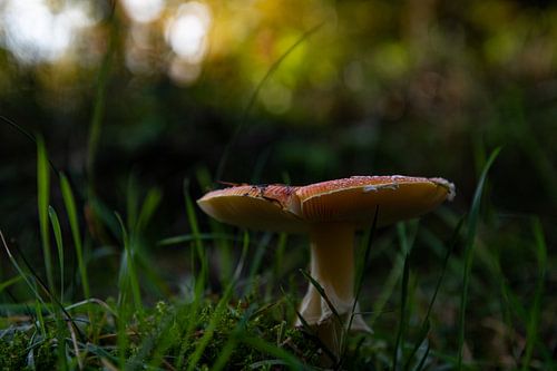 Rot mit weißen Punkten