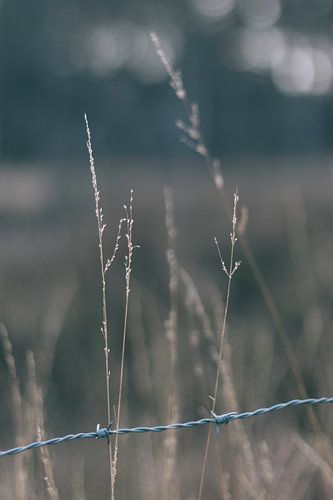Fijne gevoelige sprieten.