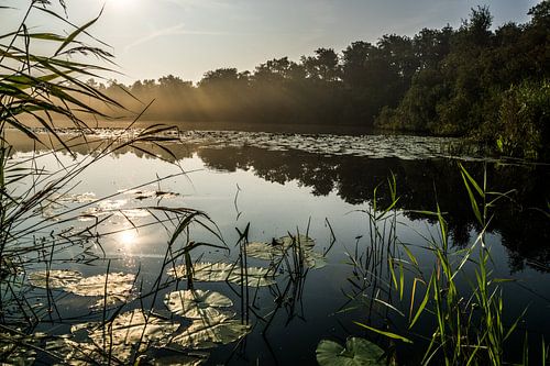 Zonsopkomst Naardermeer